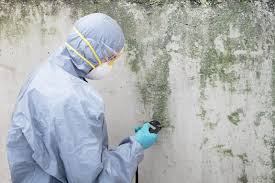 Best Real Estate Mold Inspection in Latrobe, PA